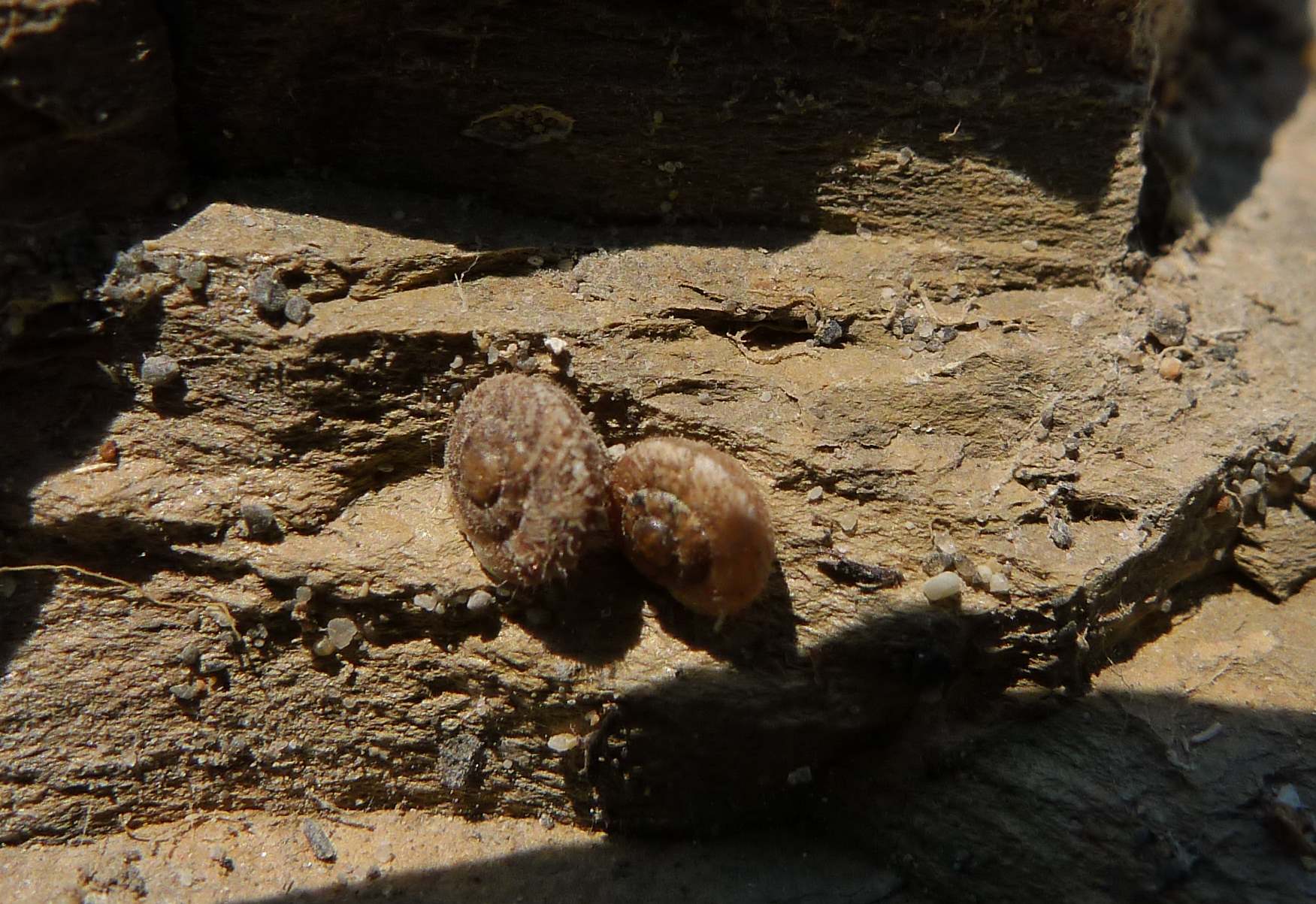 Molluschi di Palmaria (Portovenere, La Spezia)